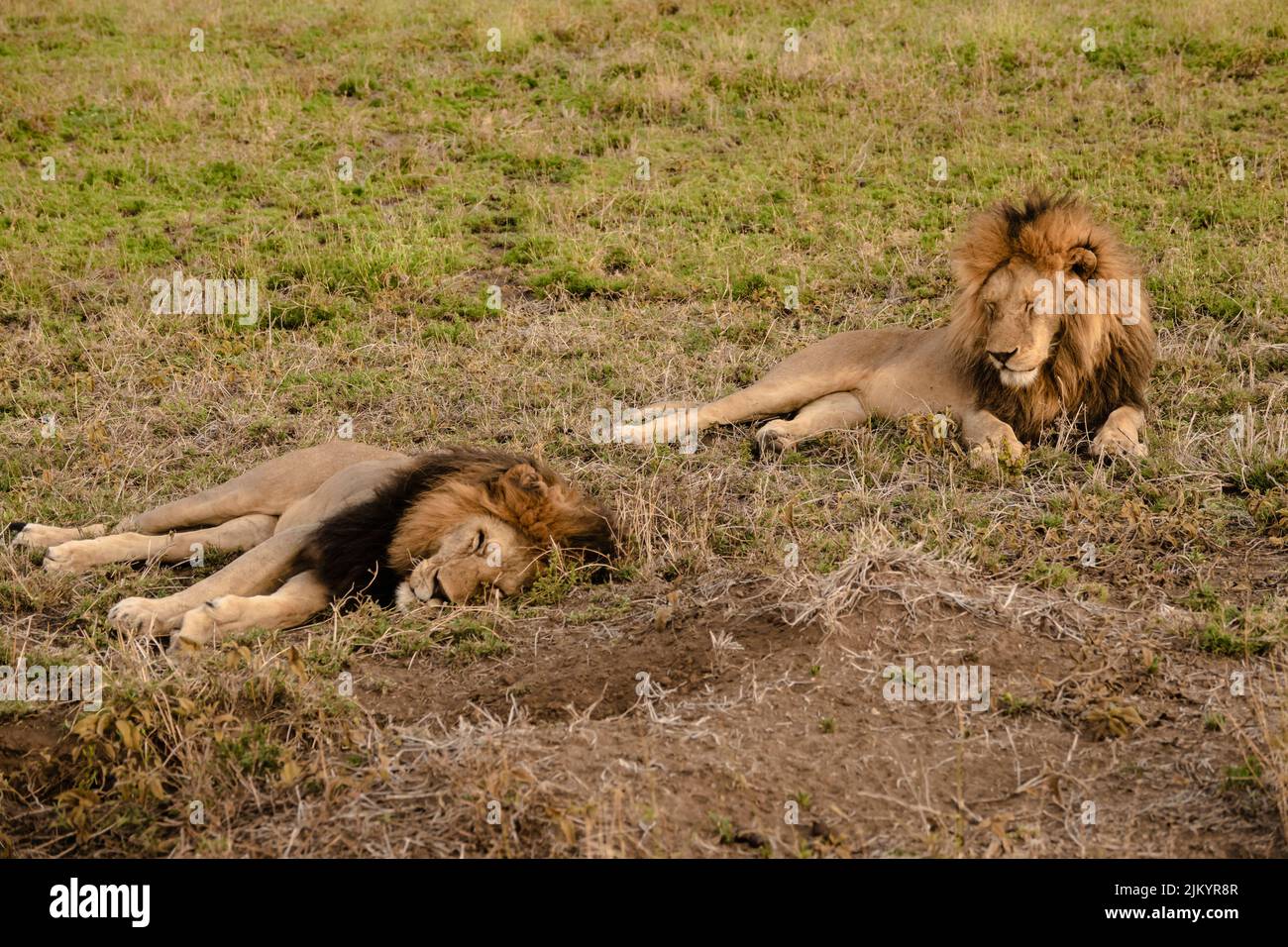 Zwei Löwen liegen auf dem Gras und schauen sich bei der Safari im Serengeti Nationalpark, Tansania, um Stockfoto