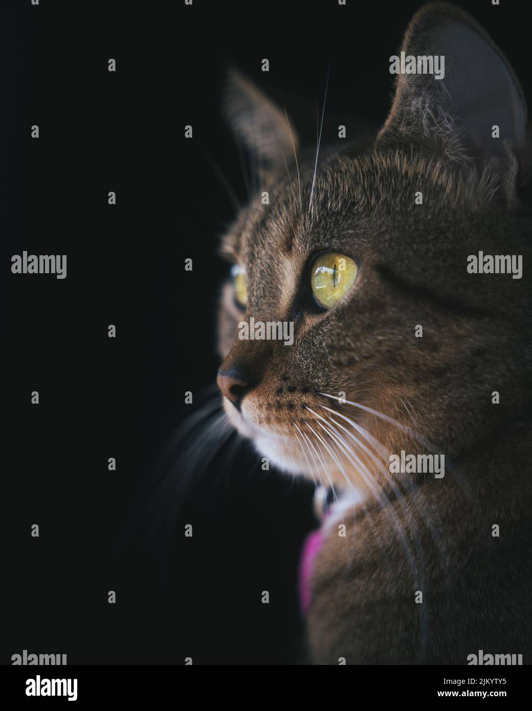 Ein schönes Porträt einer gestromten Katze auf schwarzem Hintergrund Stockfoto