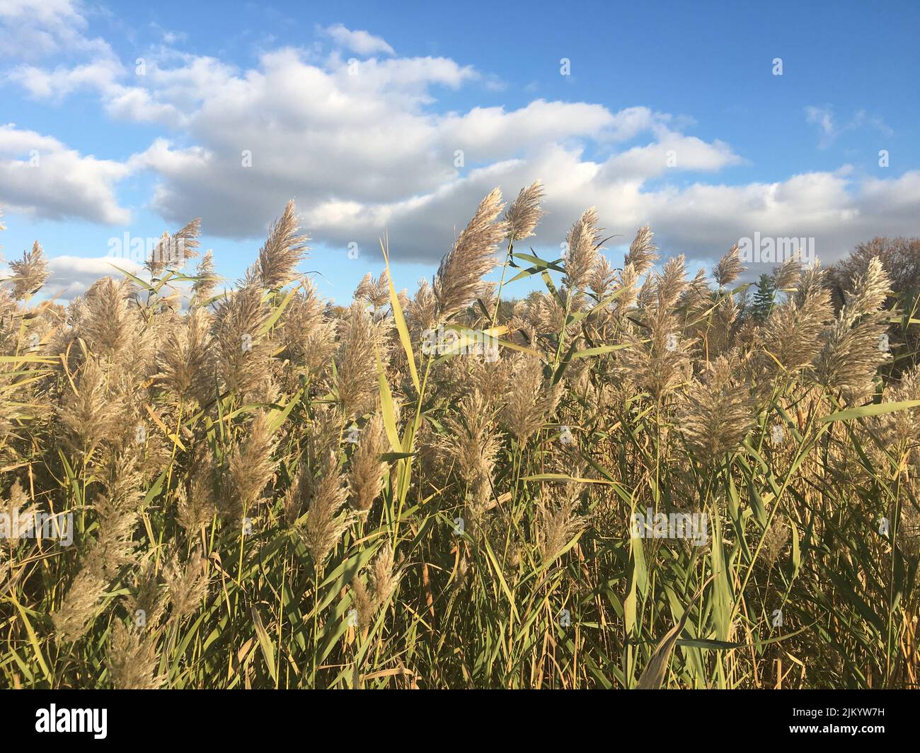 Das hohe, flauschige Gras auf dem Feld unter bewölktem Himmel Stockfoto