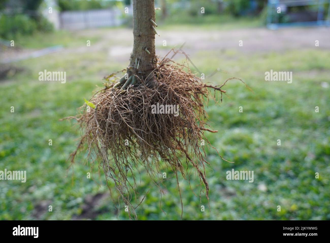 Nahaufnahme des Wurzelsystems aus einem Baum. Stockfoto