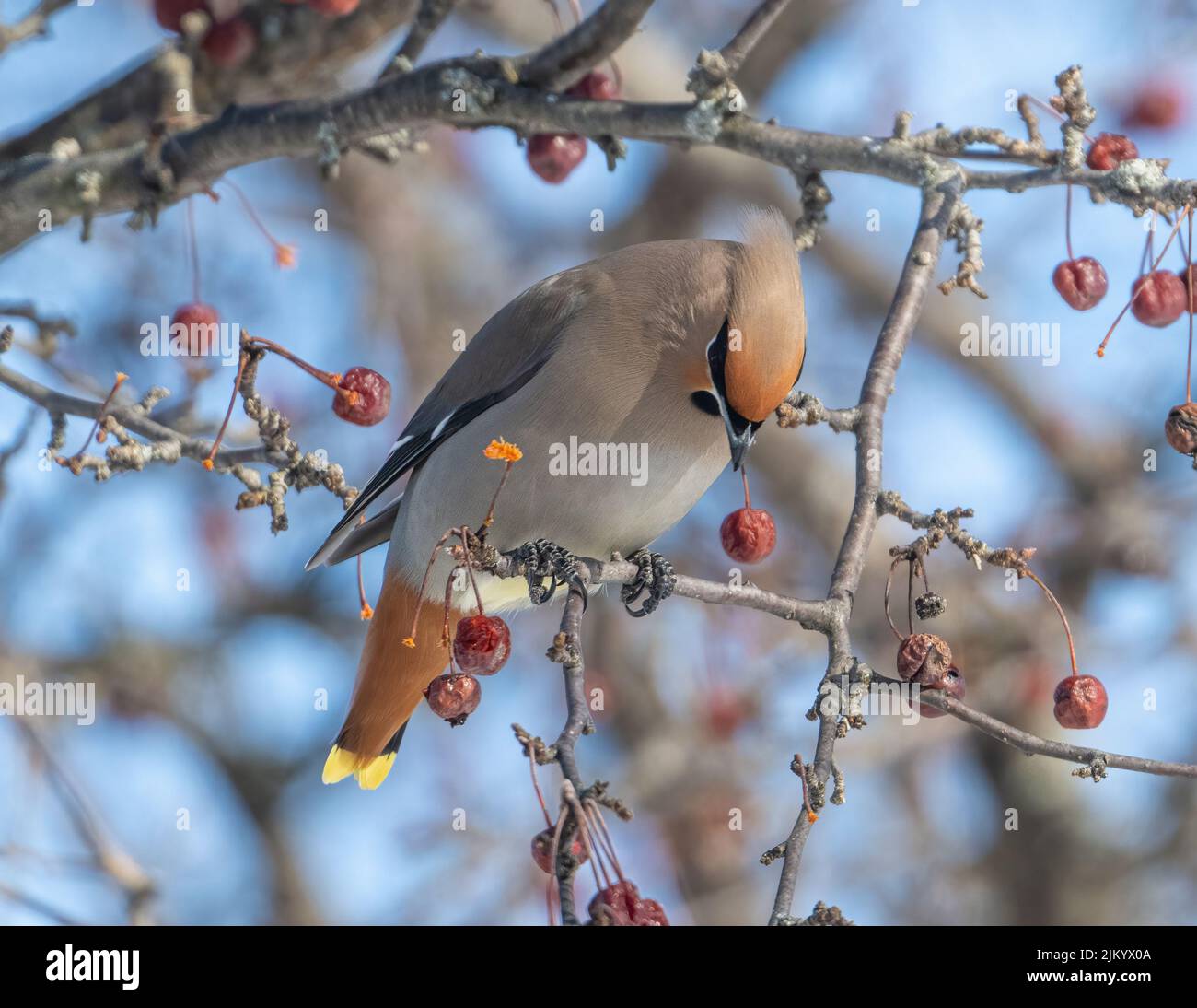 Ein flaches Fokusbild eines Vogels auf einem Kirschbaum Stockfoto