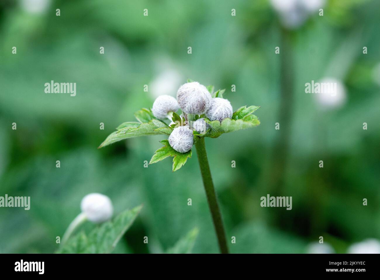 Blütenknospen von Anemone Japonica im Sommergarten, bewältigen Raum Stockfoto