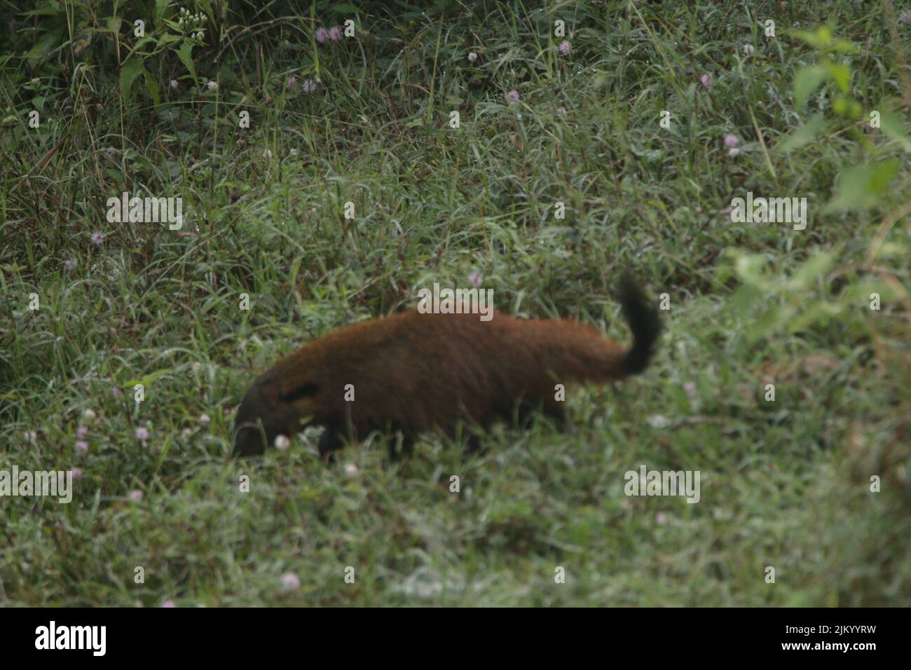 Streifen Sie Mungo im Nagarhole National Park, Indien Stockfoto