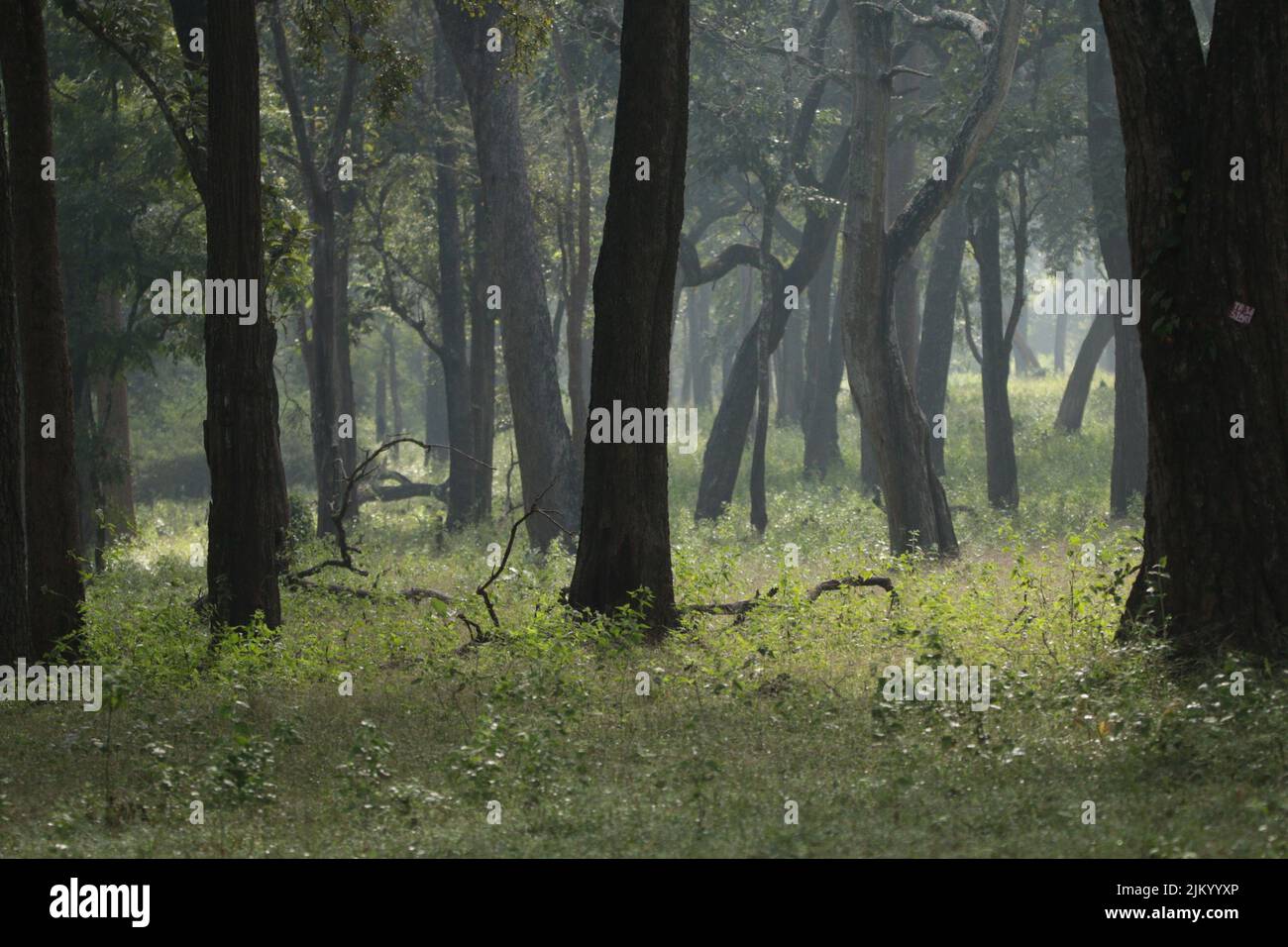 Nebliger Morgen in einem Nagarhole-Nationalpark, Indien Stockfoto