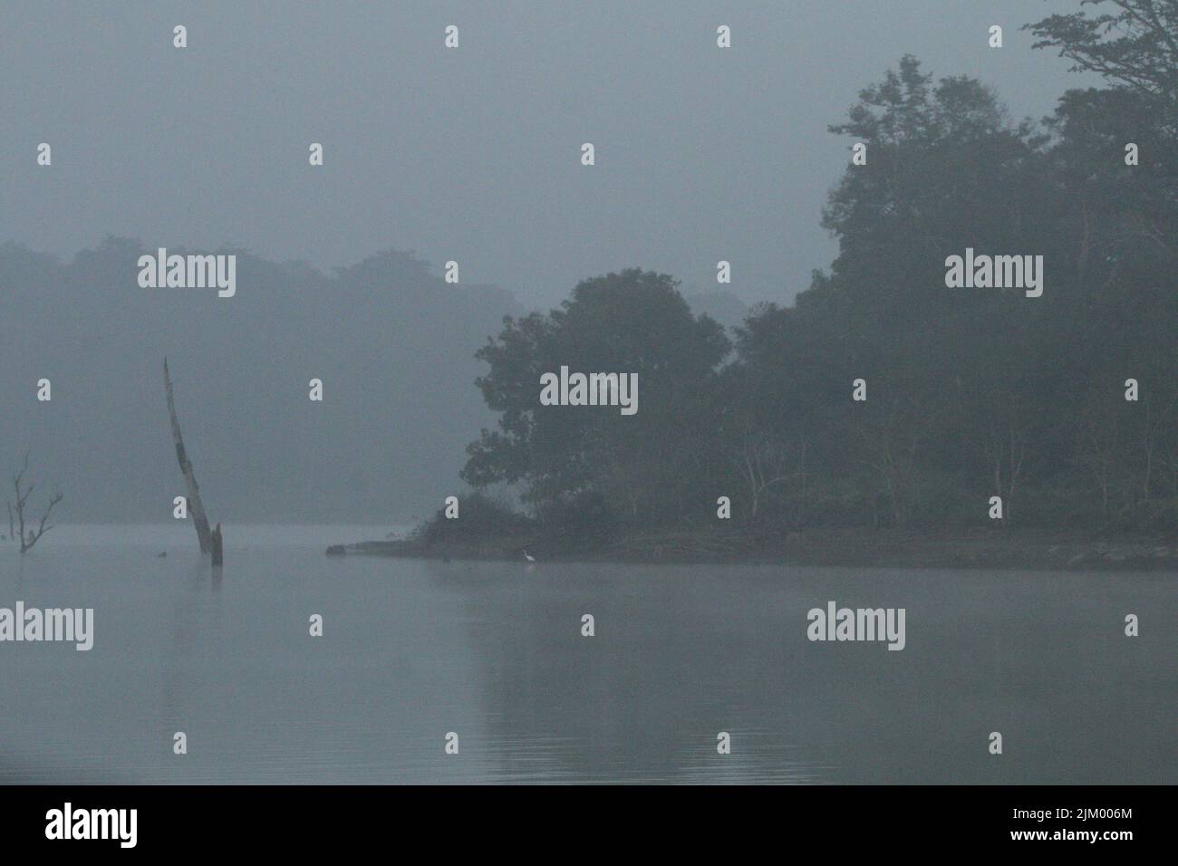 Nebliger Morgen in einem Nagarhole-Nationalpark, Indien Stockfoto