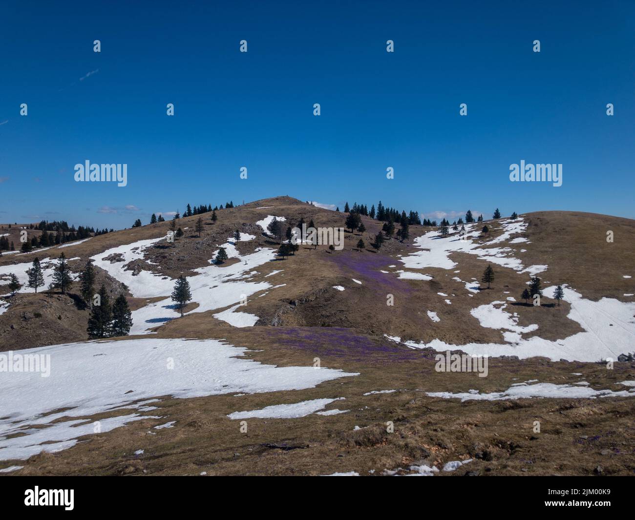 Die endlosen Krokussen-Felder in Velika Planina, den slowenischen Alpen unter einem klaren blauen Himmel Stockfoto