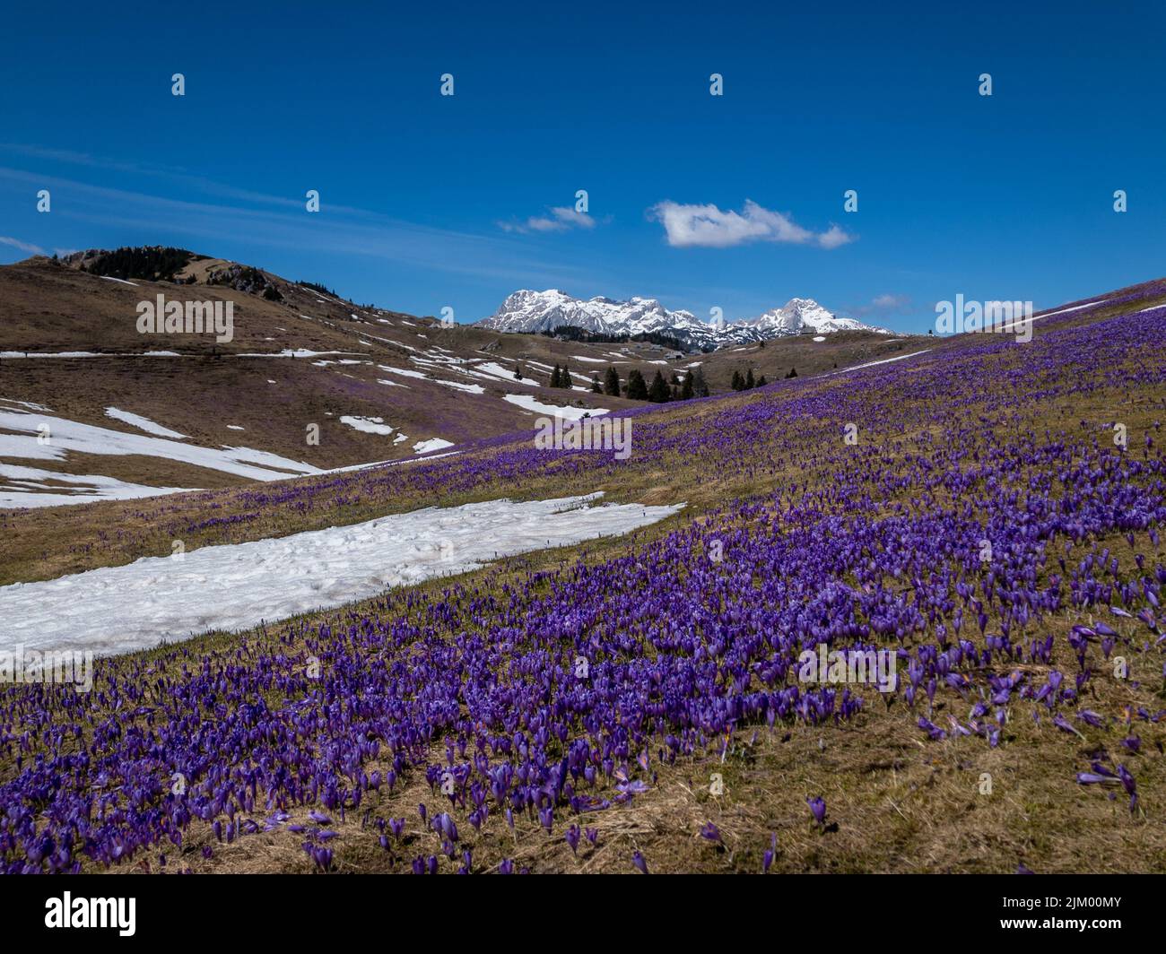 Eine wunderschöne Szene großer Felder von violetten Krokussen in Velika Planina in den slowenischen Alpen mit blauem Himmel Stockfoto