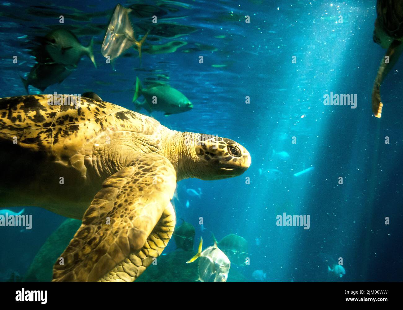 Eine Nahaufnahme einer Meeresschildkröte, die im Chattanoega Aquarium in Tennessee schwimmt Stockfoto