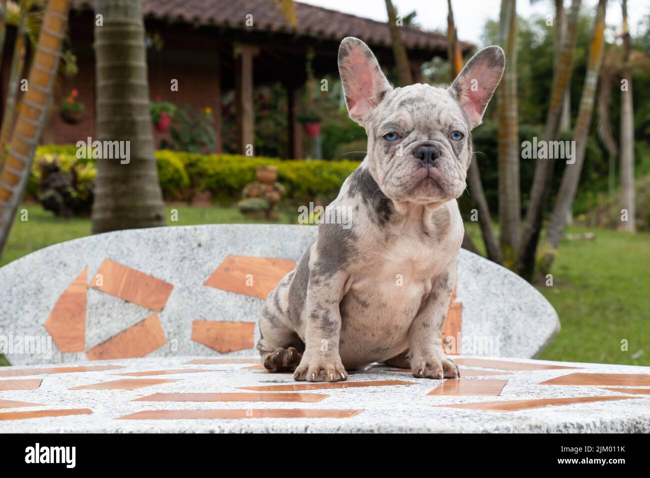 Eine Nahaufnahme einer niedlichen schwarzen und weißen französischen Bulldogge im Freien Stockfoto