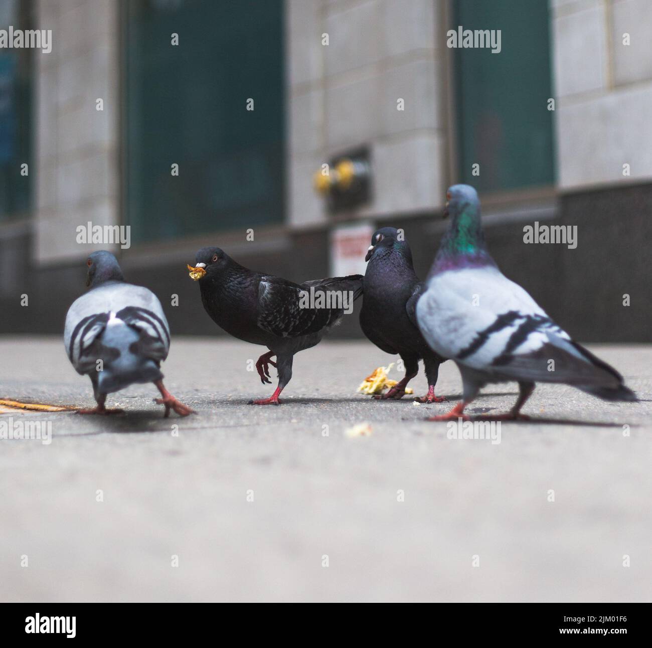 Eine Nahaufnahme von Tauben Stockfoto