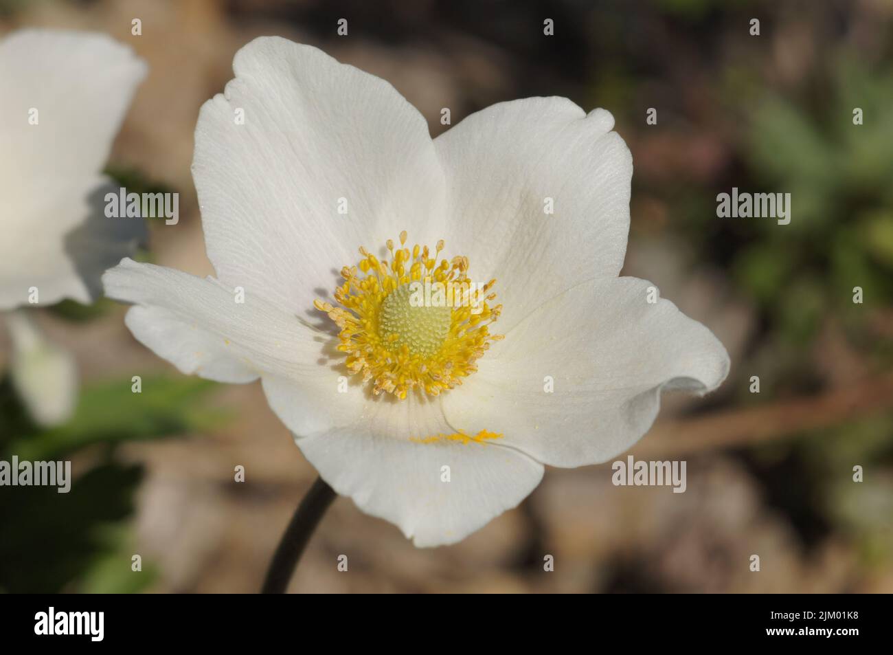 Nahaufnahme der Blüte einer großen Anemone, ein Vorbote des Frühlings. Heute selten, daher in einem botanischen Garten in Frankfurt, Deutschland. Stockfoto