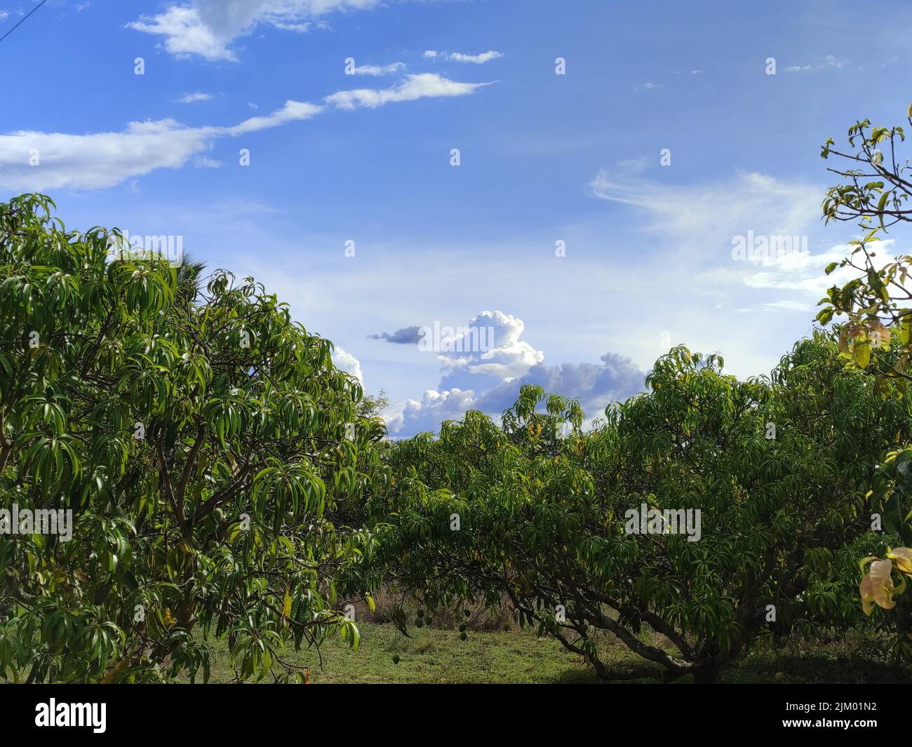 Eine schöne Aussicht auf die Landschaft mit grünen Bäumen gegen einen bewölkten Himmel Stockfoto