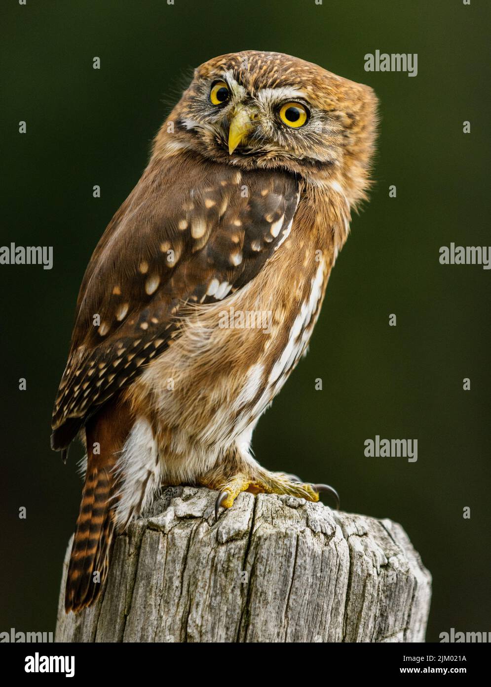 Eine selektive Fokusaufnahme einer kleinen braunen Eule, die auf einem Stück Holz thront Stockfoto