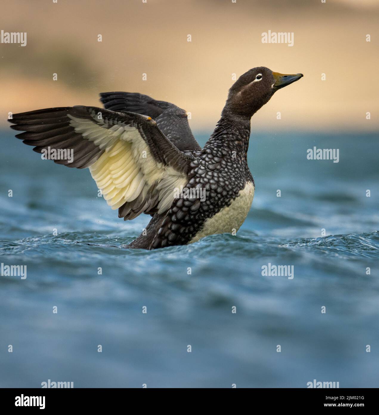 Eine selektive Fokusaufnahme eines gelbschnabeligen Vogels, der in einem See schwimmend ist Stockfoto