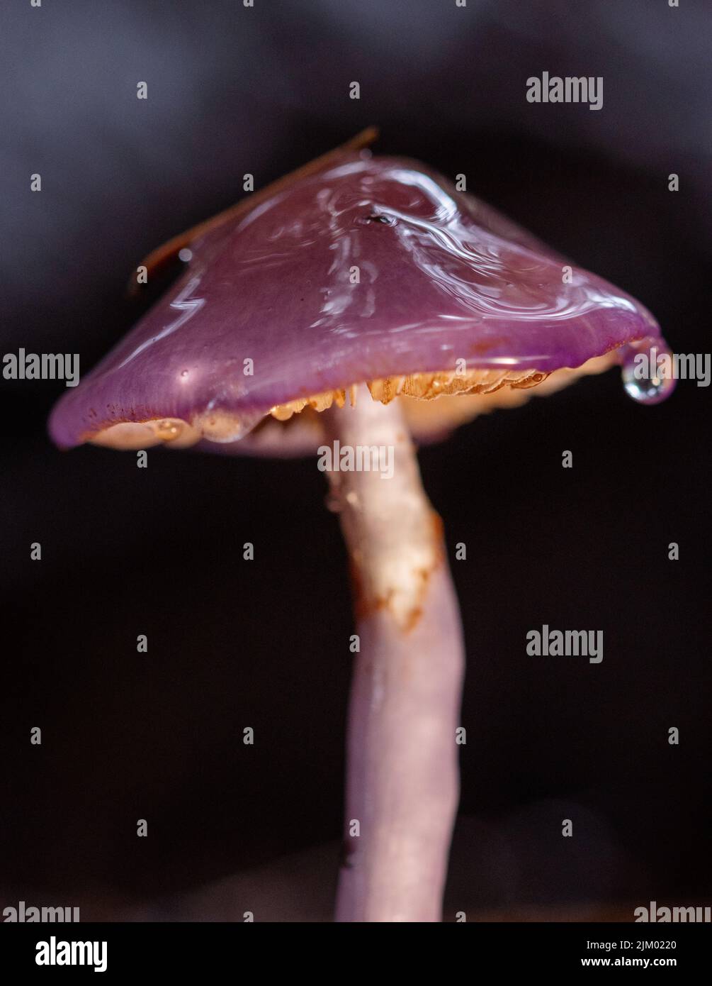 Eine vertikale Nahaufnahme mit selektivem Fokus eines Fichtenpilzes Mokruha mit einem violetten Kopf im Wald Stockfoto