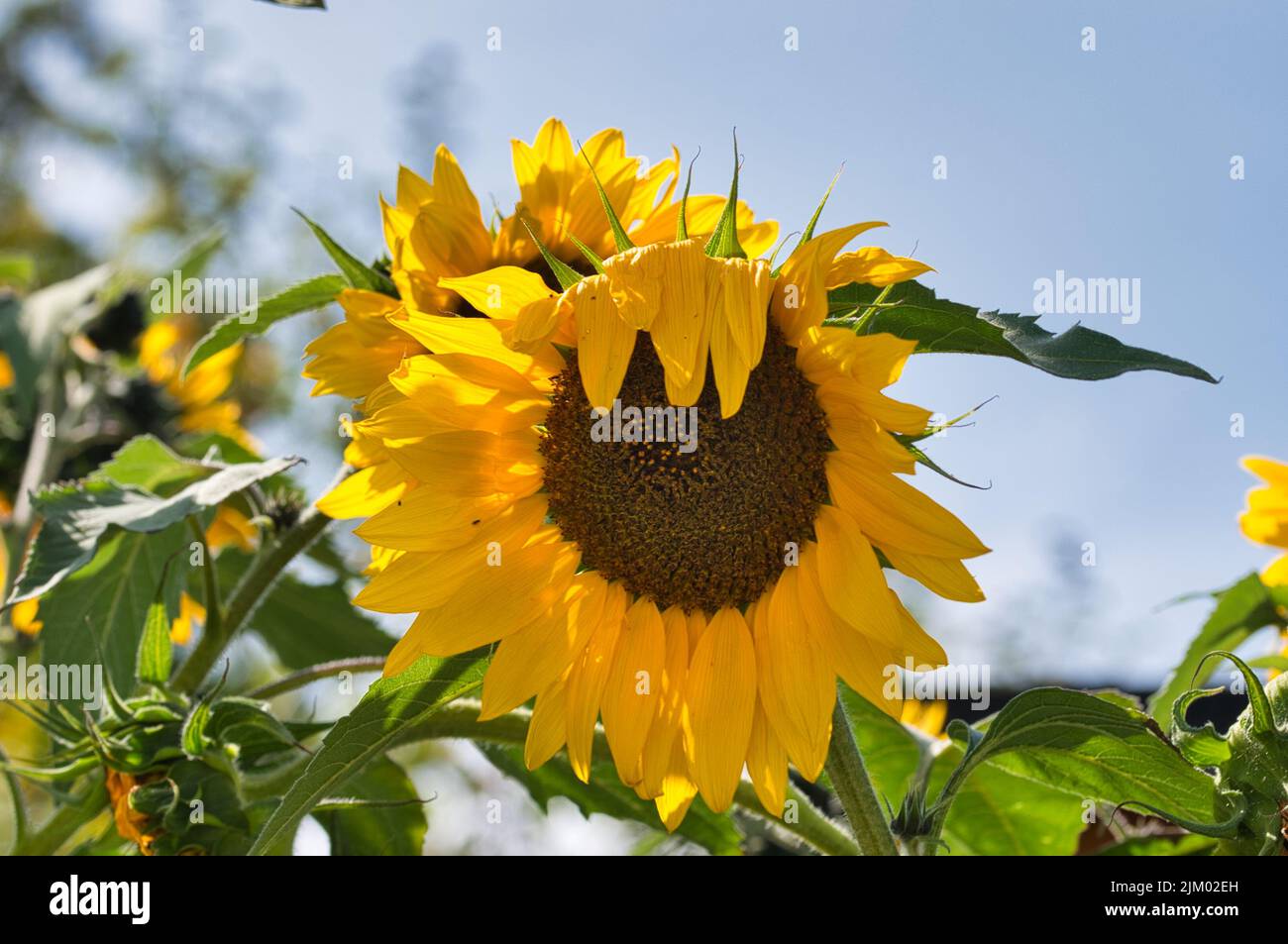 Eine Nahaufnahme einer Sonnenblume auf dem Feld an einem sonnigen Tag im Sommer Stockfoto