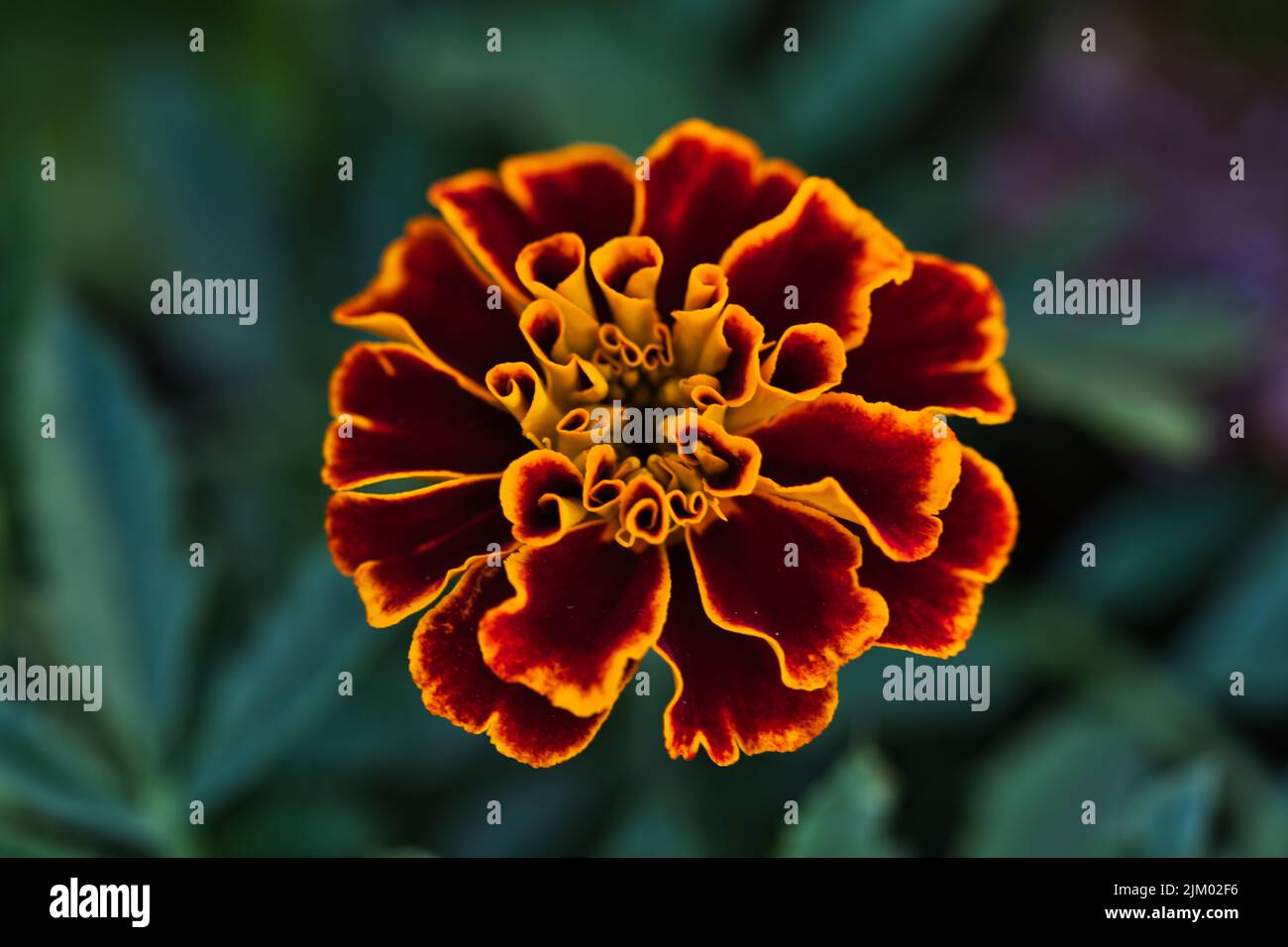 Eine Nahaufnahme einer Ringelblume auf einem verschwommenen Hintergrund von Pflanzen Stockfoto