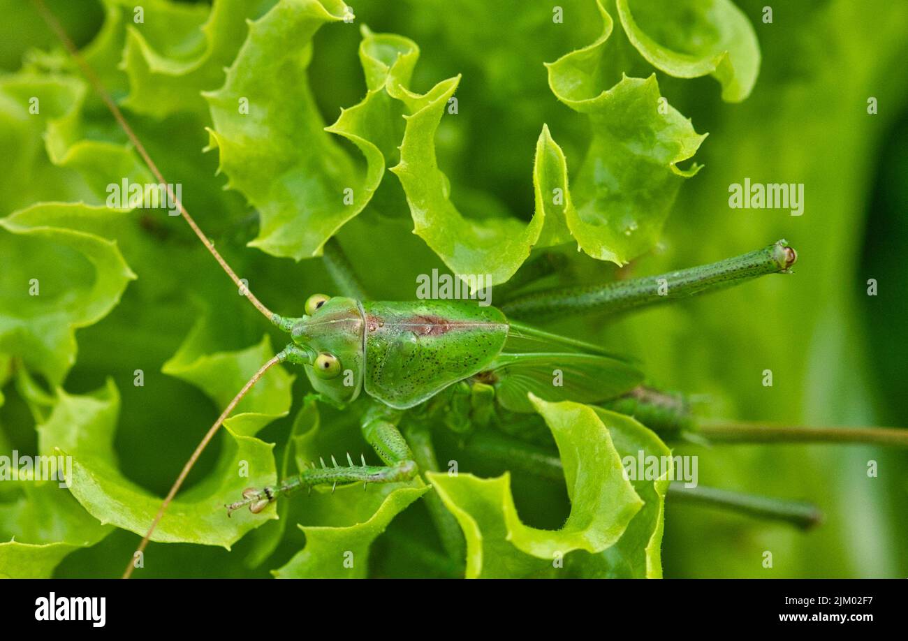 Eine Nahaufnahme eines großen grünen Buschgrillen auf einer Pflanze an einem sonnigen Tag Stockfoto