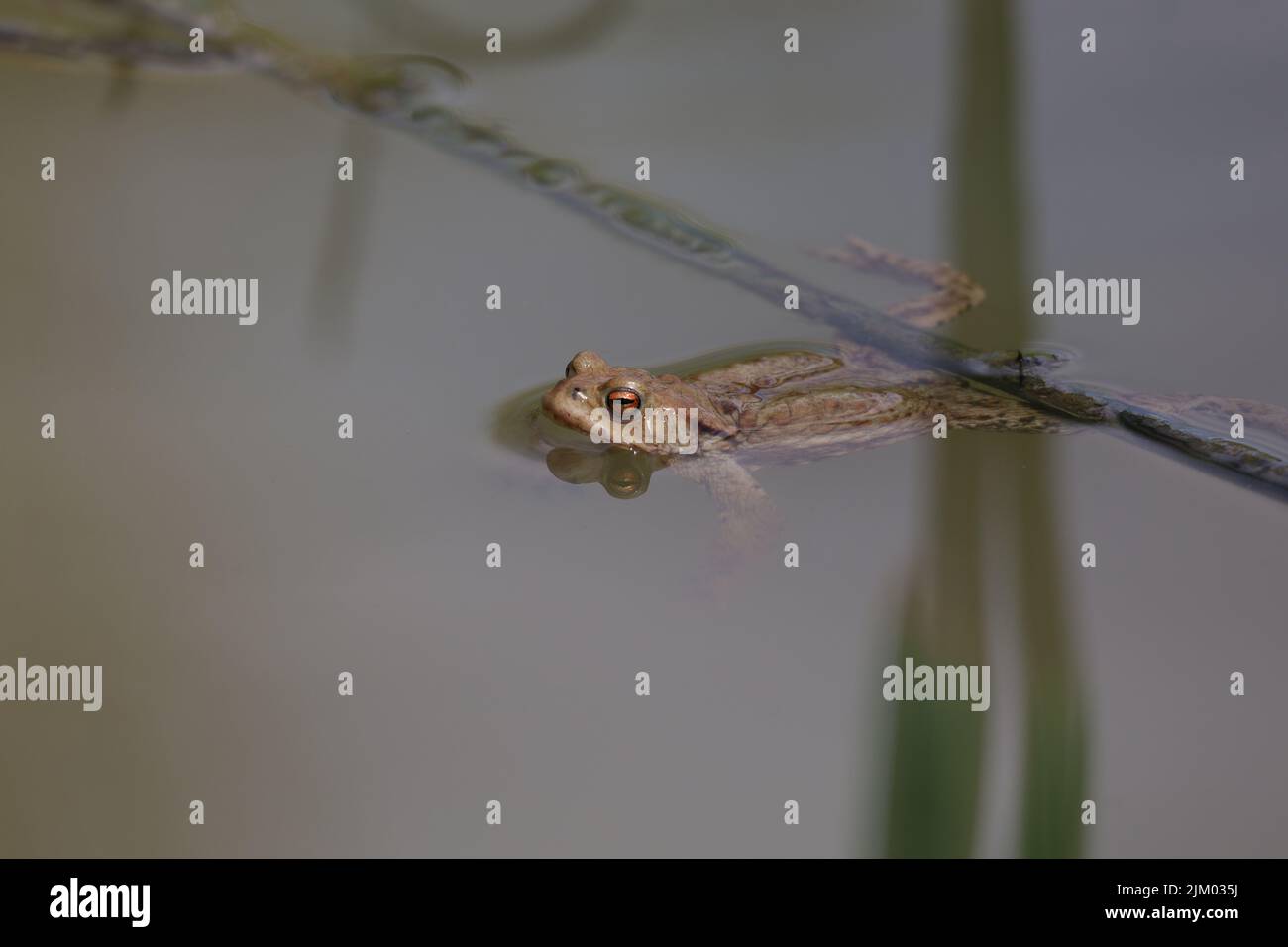 Kröte in der Brutzeit in einem Teich. Stockfoto