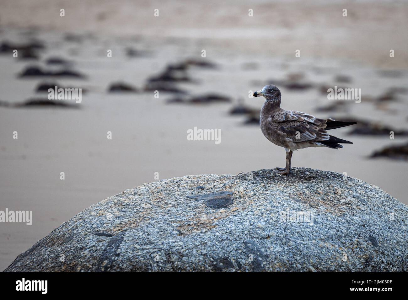 Ein Nahaufnahme-Porträt einer grauen Möwe, die auf einem Felsen steht und in Finnland geradeaus blickt Stockfoto