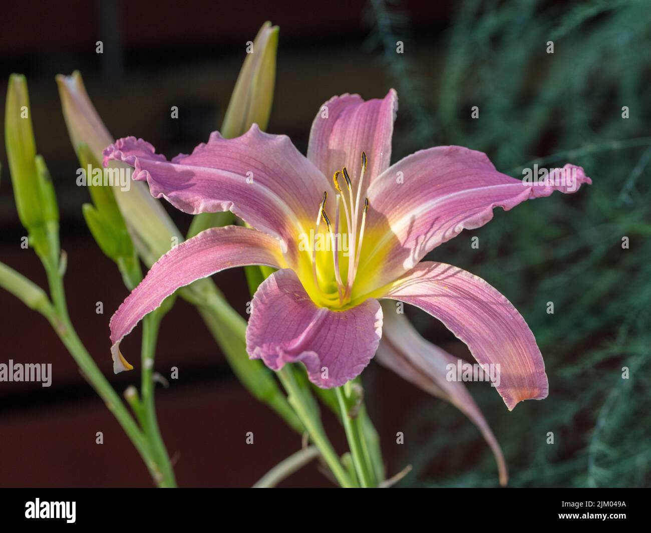 "North Wind Drifter' Daylily, Daglilja (Hemerocallis) Stockfoto