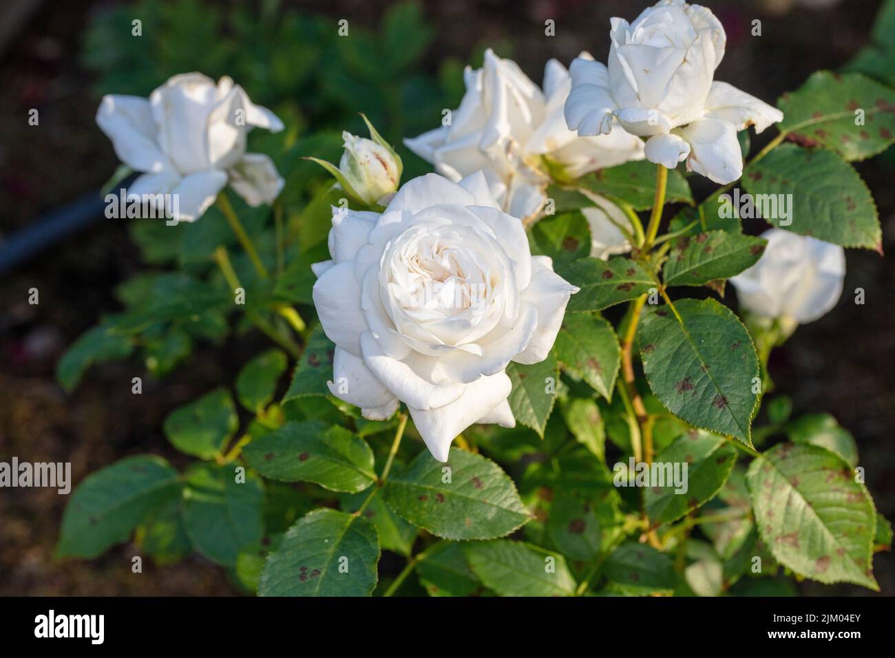 Annapurna-Hybridrose, Teebrosen (Rosa) Stockfoto