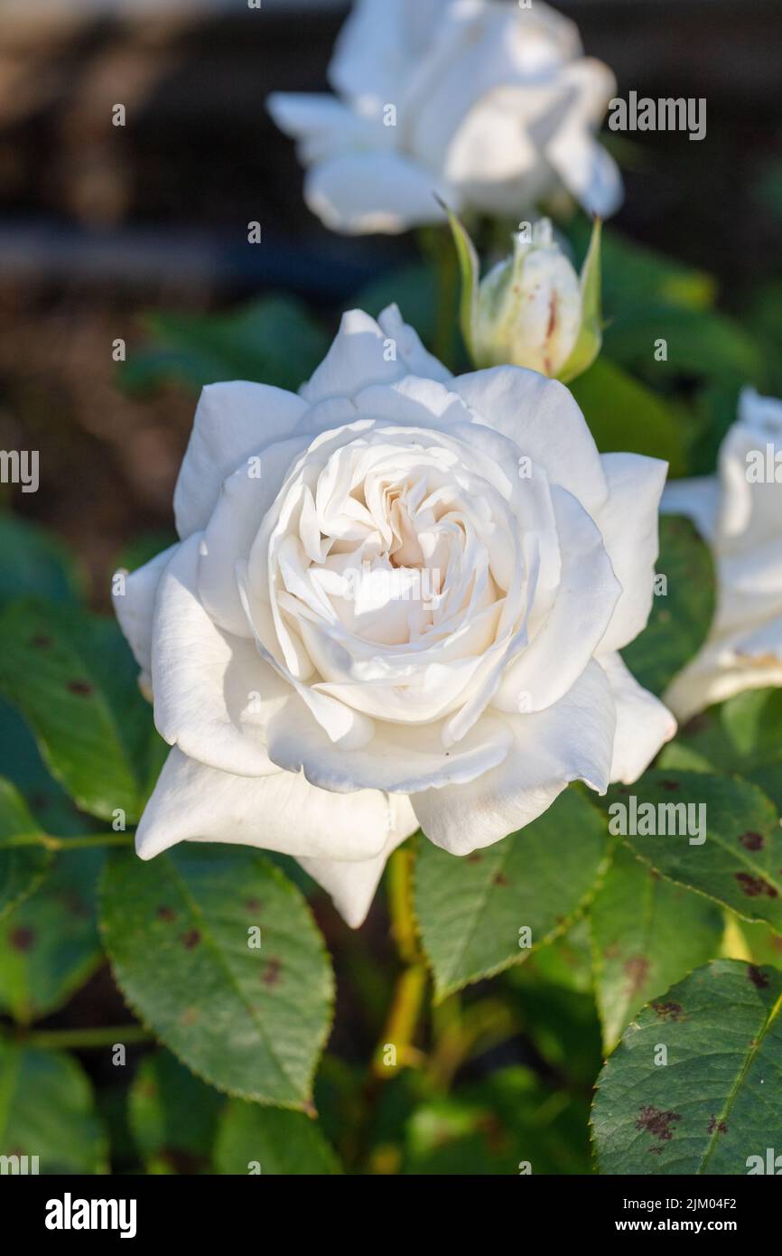 Annapurna-Hybridrose, Teebrosen (Rosa) Stockfoto