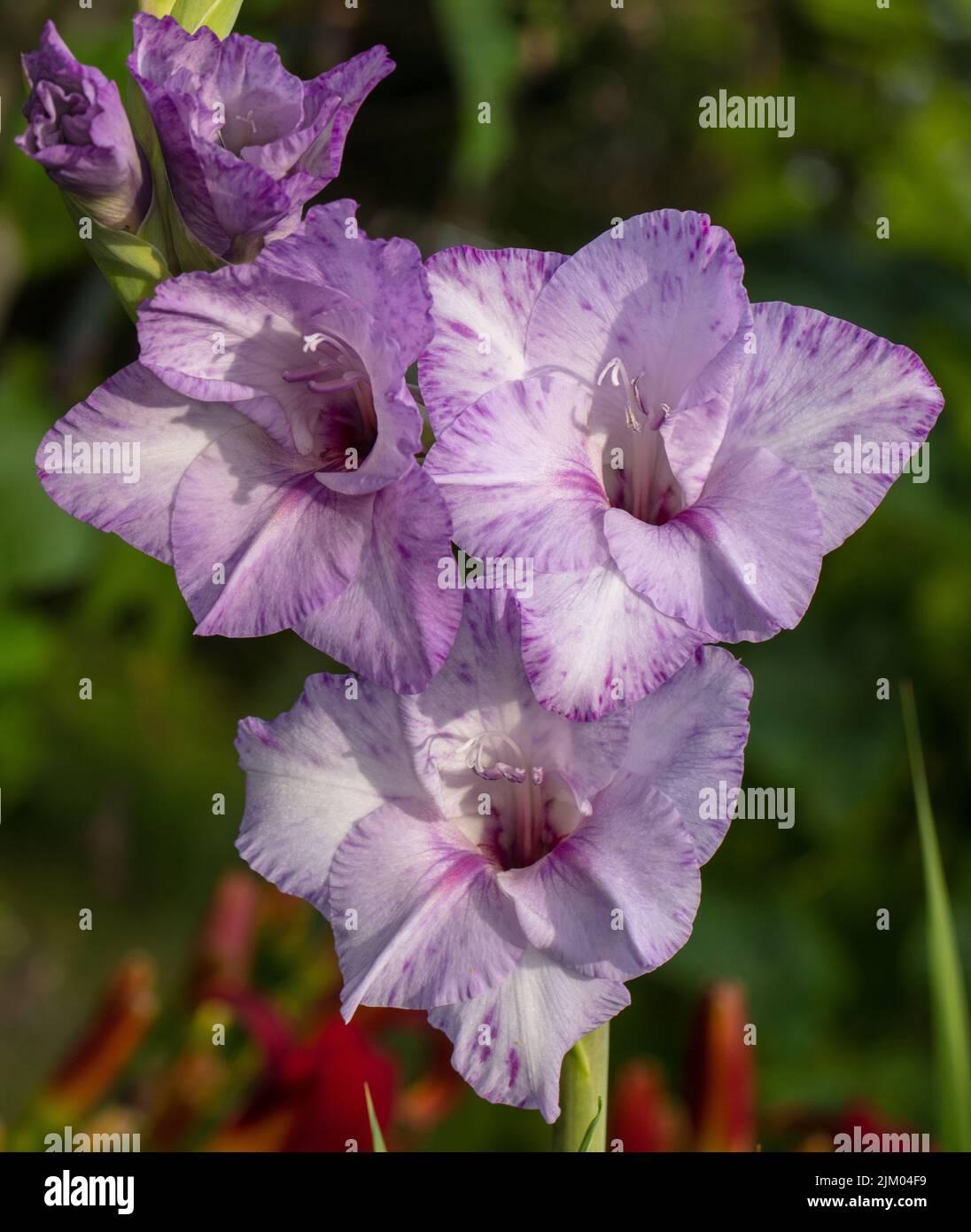 „Passos“ Gladiolus, Gladiol (Gladiolus Hybrid) Stockfoto