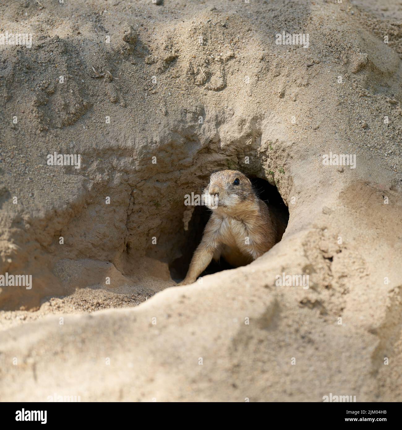 Der wachsame Präriehund Cynomys ludovicianus schaut aus seiner Höhle und hält Ausschau nach Feinden Stockfoto