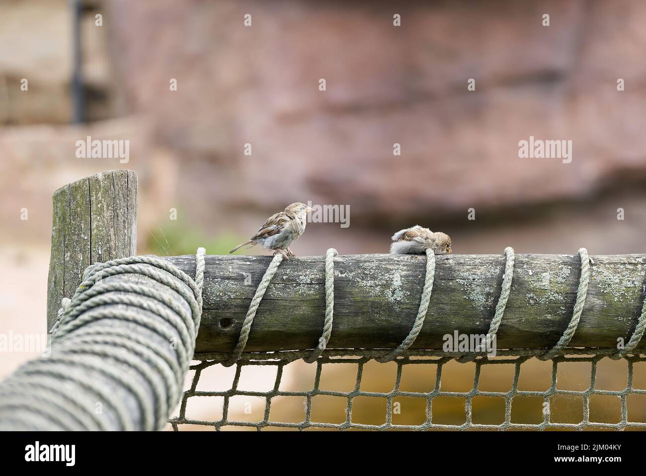 Zwei Sperlinge sitzen auf einem Zaun und ruhen sich aus Stockfoto