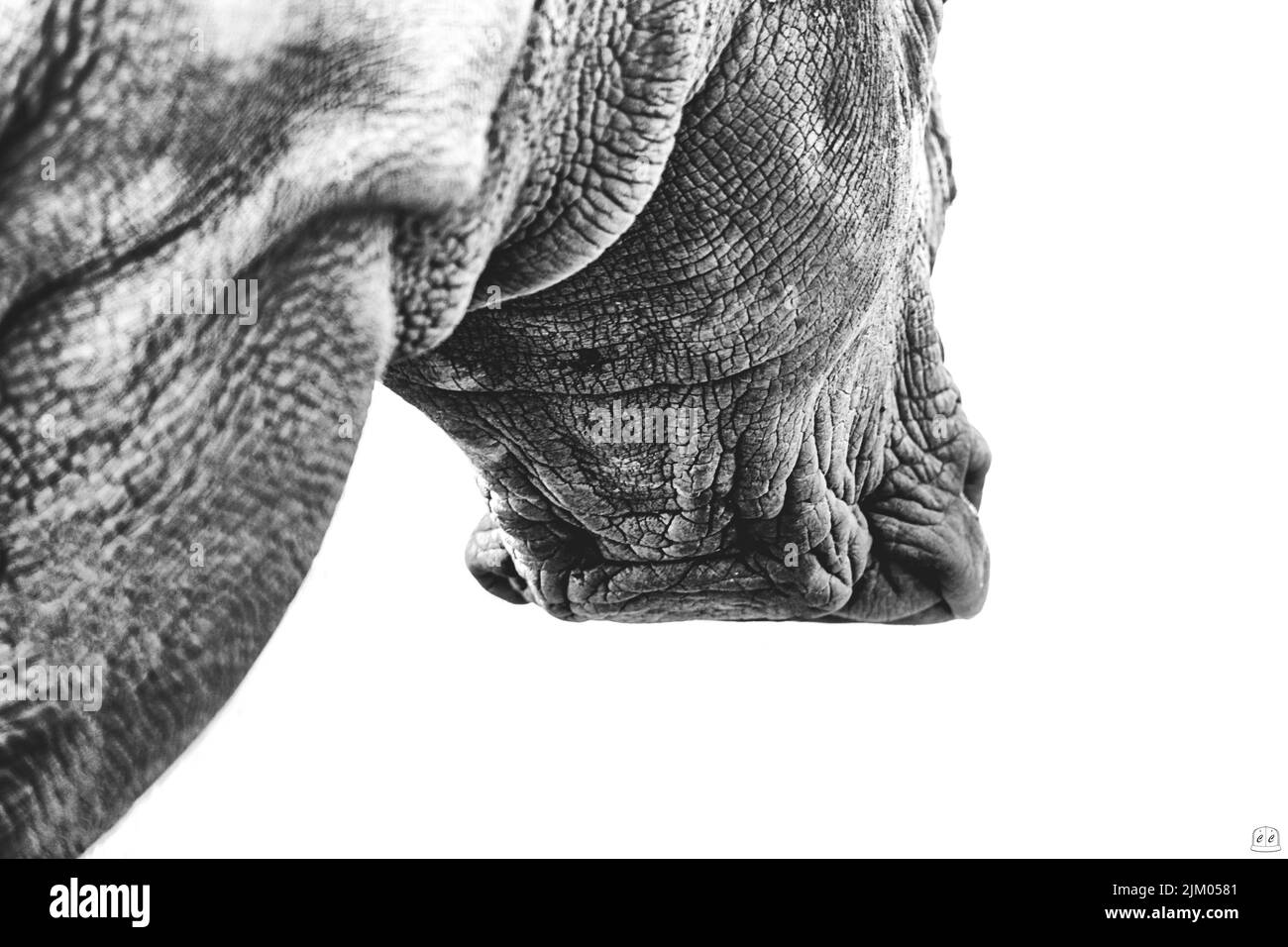 Eine schräge Graustufenaufnahme eines Nashorns mit faltiger Haut auf weißem Hintergrund Stockfoto