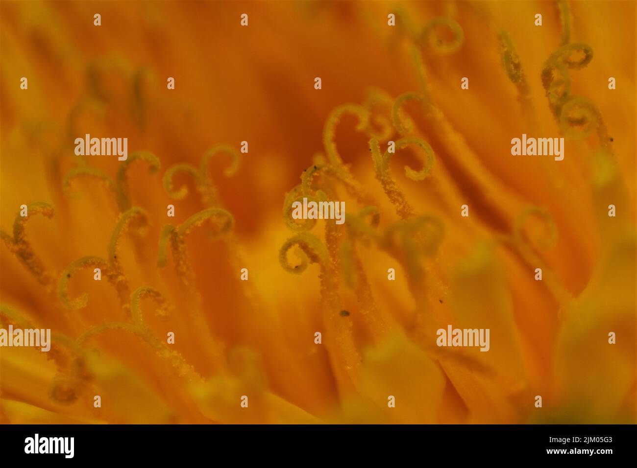 Eine Nahaufnahme von orangefarbenen Blütenstipeln Stockfoto