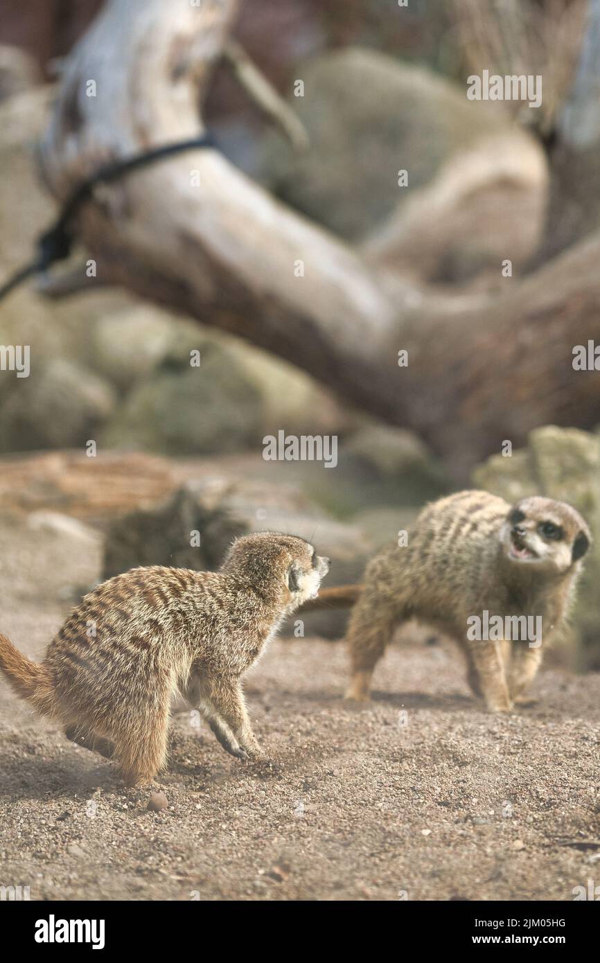 Eine vertikale Aufnahme von zwei niedlichen Erdmännchen, die im Schweriner Zoo in Deutschland gegeneinander spielen Stockfoto