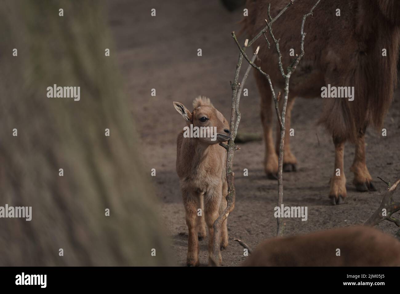 Eine niedliche kleine Ziege im Schweriner Zoo in Deutschland mit einem Elternteil daneben Stockfoto
