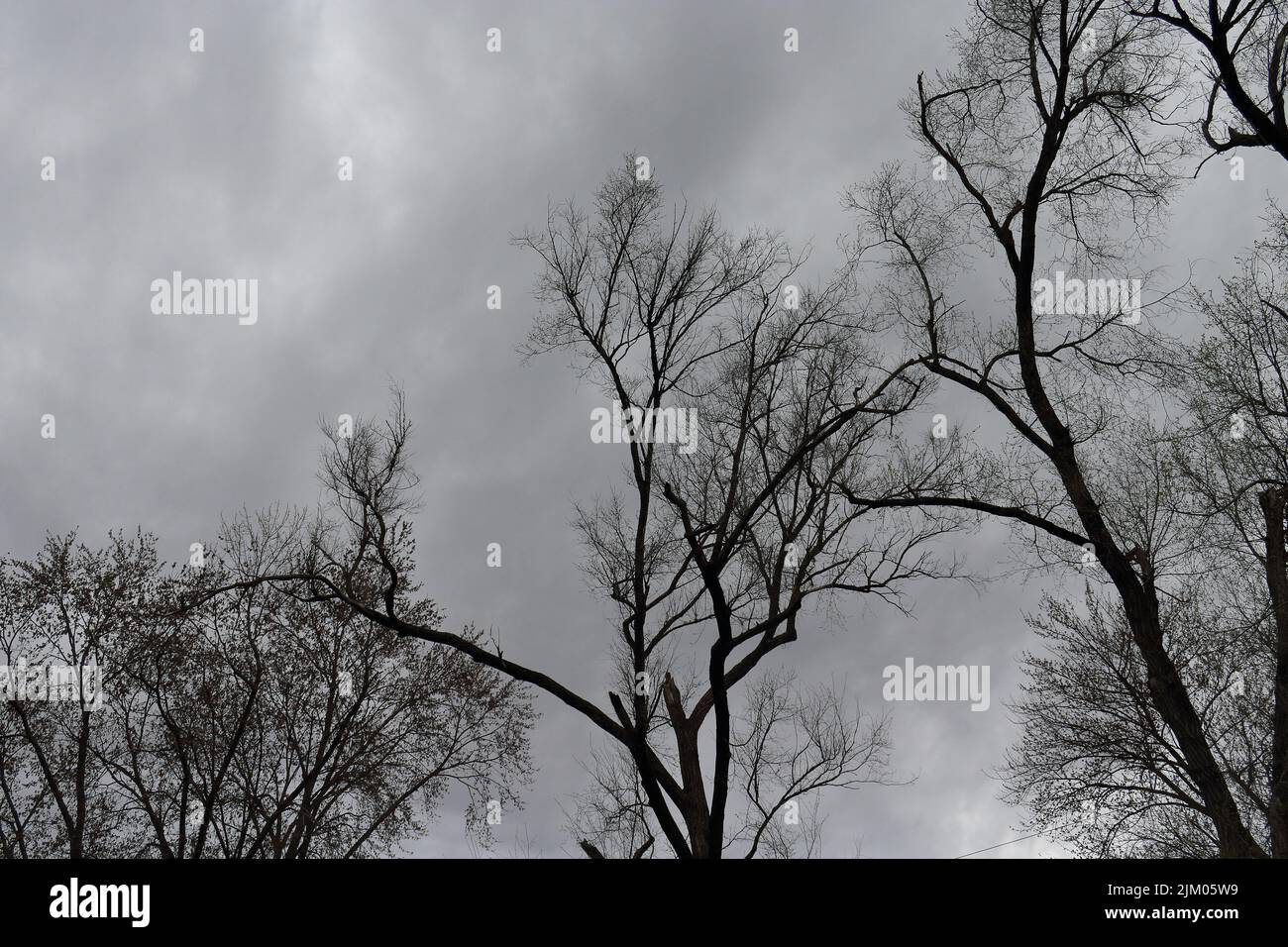 Eine Aufnahme des wolkigen dunklen Himmels und der trockenen Bäume am Tag Stockfoto