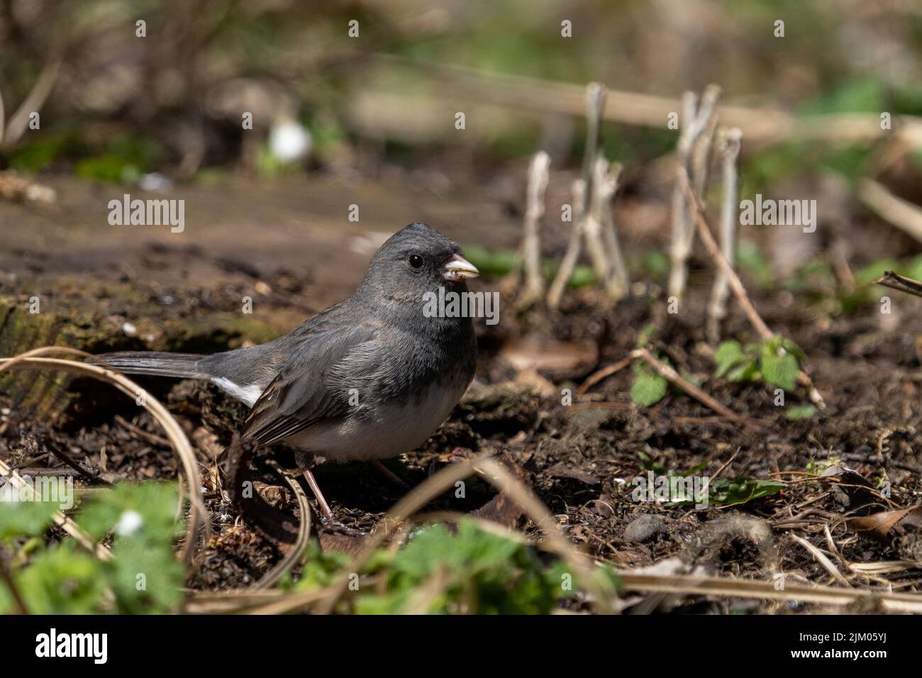 Nahaufnahme eines dunkeläugigen junco (Junco hyemalis) auf dem Boden Stockfoto