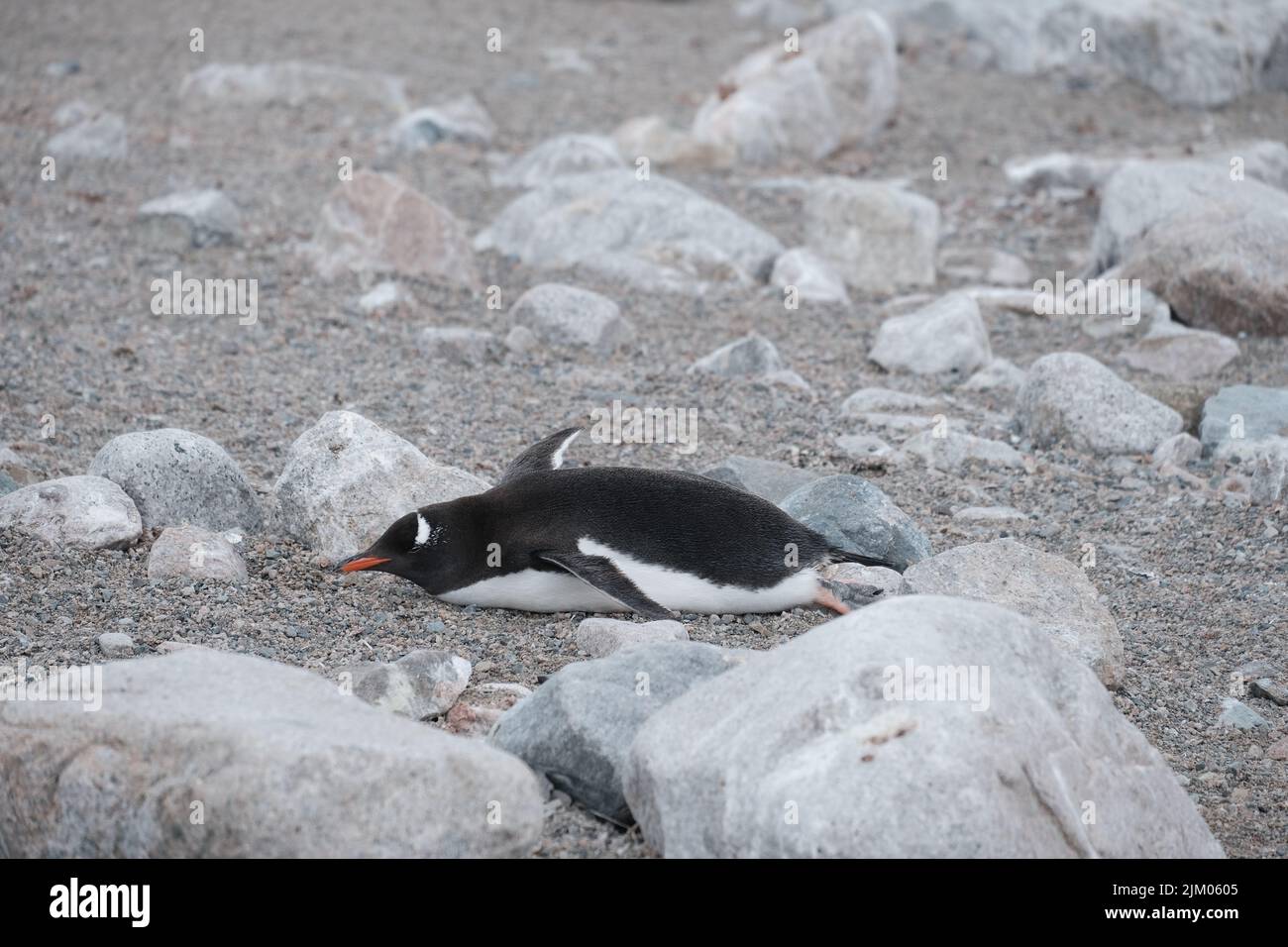 Ein einsamer Pinguin fiel auf den felsigen Boden Stockfoto