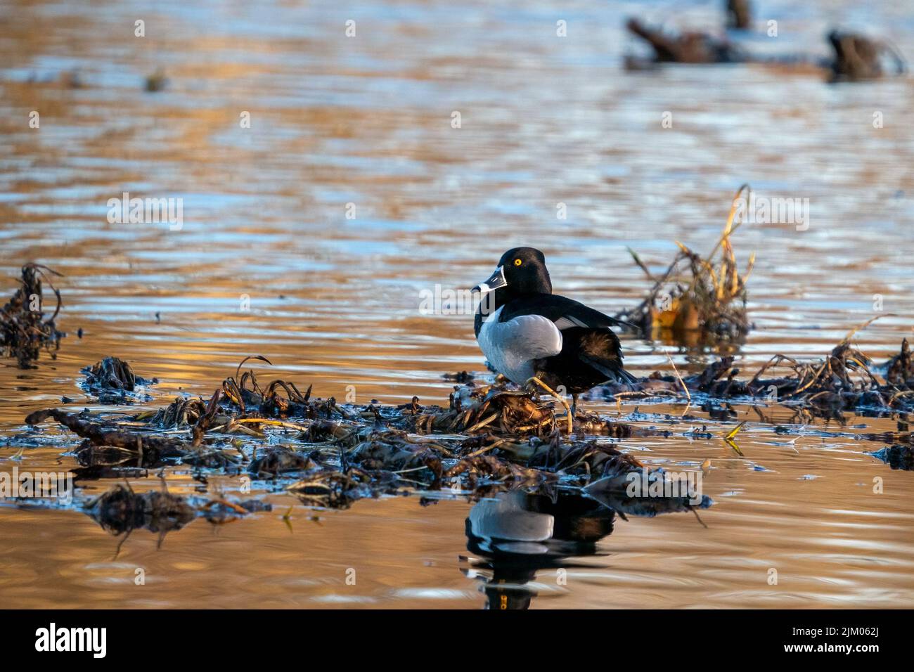 Eine schöne Aussicht auf eine niedliche Ente, die im See schwimmte Stockfoto