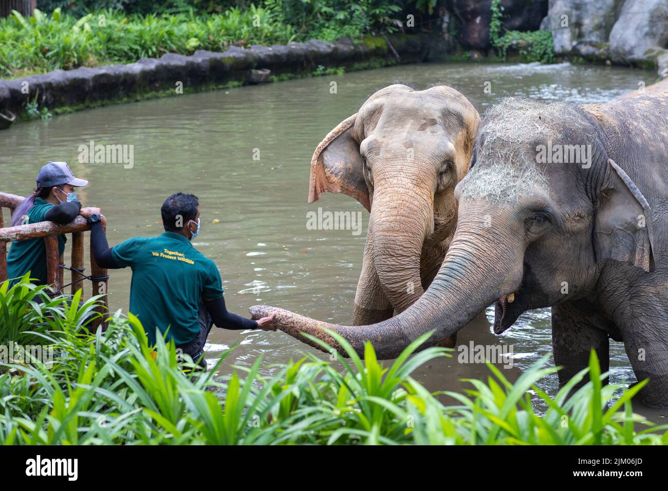 Die Tierpfleger, die im Zoo von Singapur mit Elefanten interagieren Stockfoto
