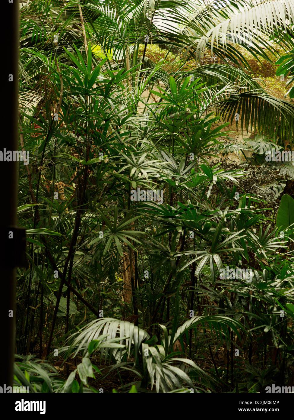 Ein leuchtend grünes Tropical Foliage im Zoo Stockfoto