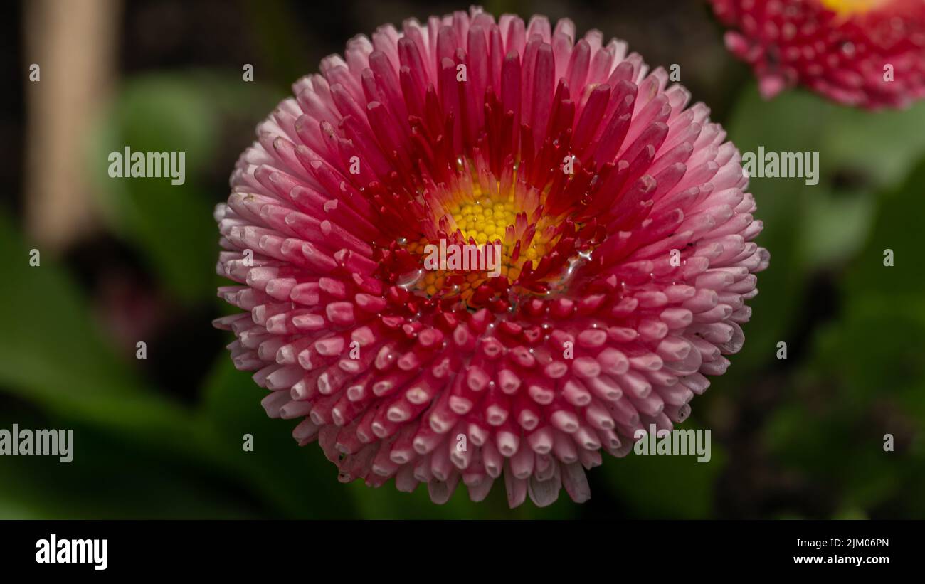 Eine Nahaufnahme einer schönen rosa englischen Gänseblümchen, die vor verschwommenen grünen Blättern blüht Stockfoto