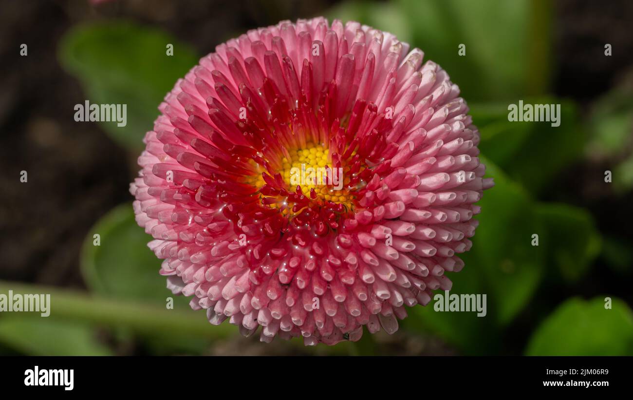 Eine Nahaufnahme einer schönen rosa englischen Gänseblümchen, die vor verschwommenen grünen Blättern blüht Stockfoto