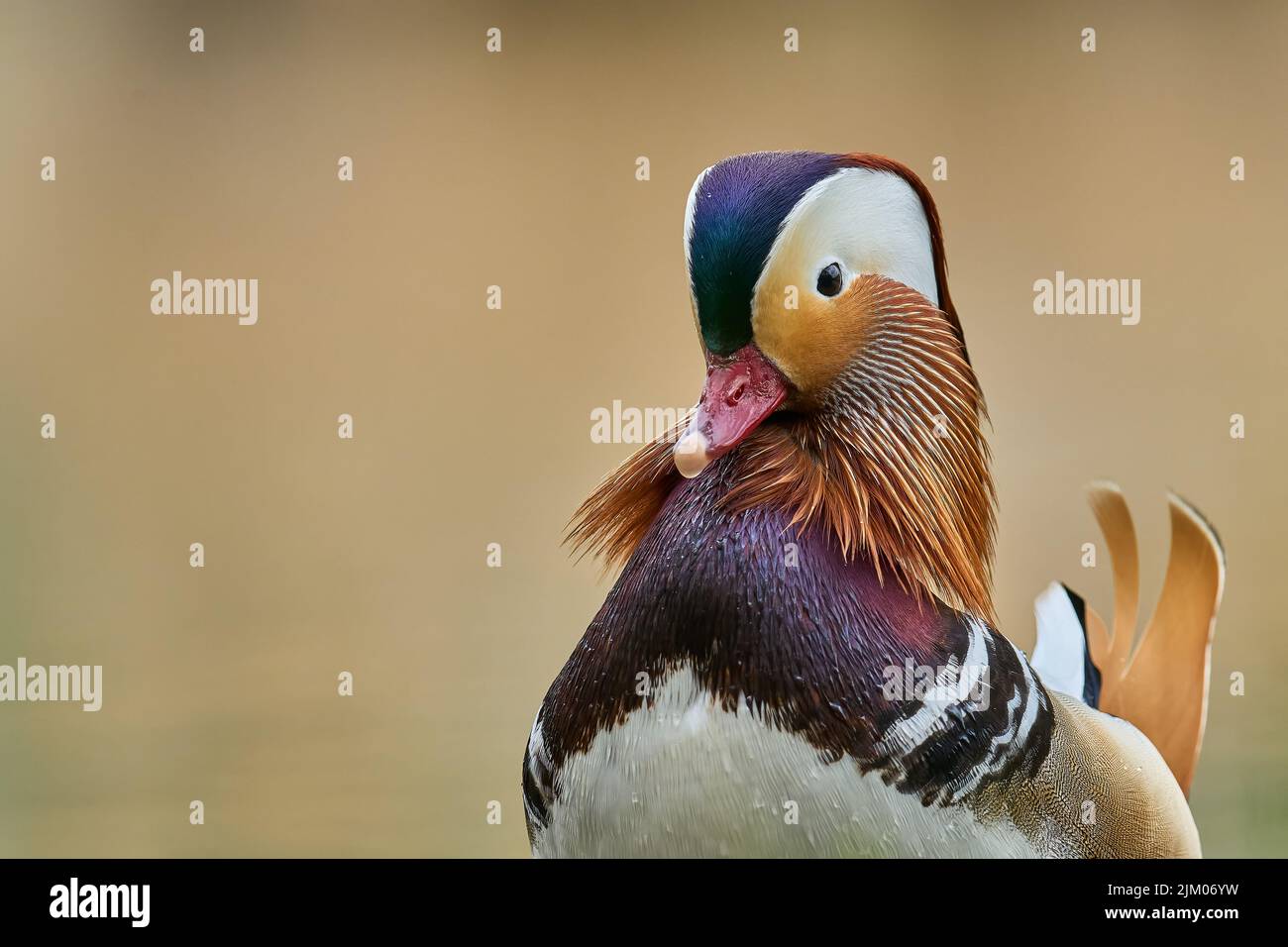 Die Mandarinente ist eine Barschentente, die in der Ostpaläarktis beheimatet ist. Sie ist eng mit der nordamerikanischen Holzente verwandt Stockfoto