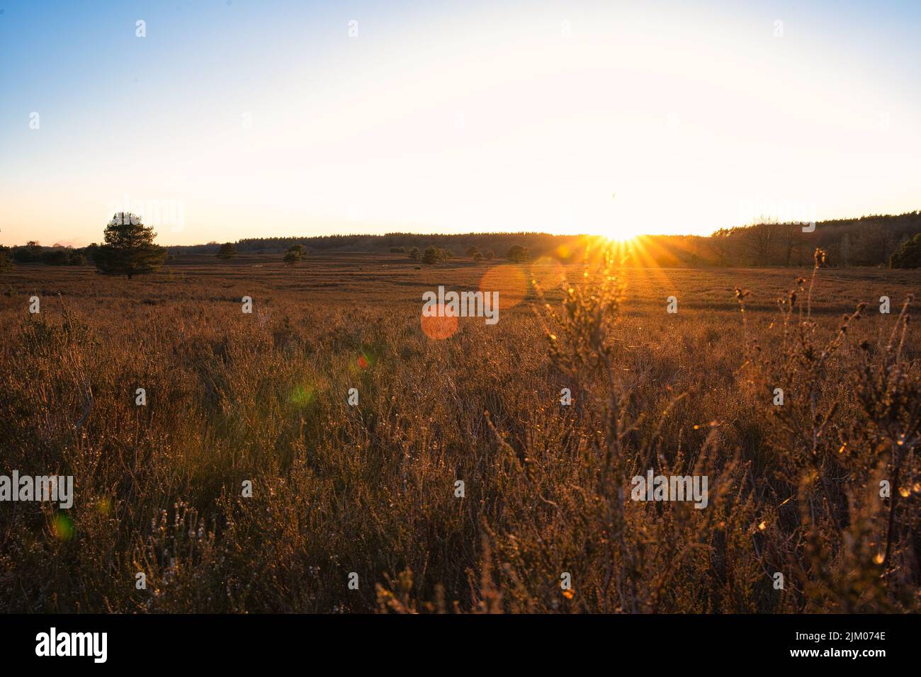 Ein romantischer Abendhimmel. goldener Sonnenuntergang über dem Feld Stockfoto