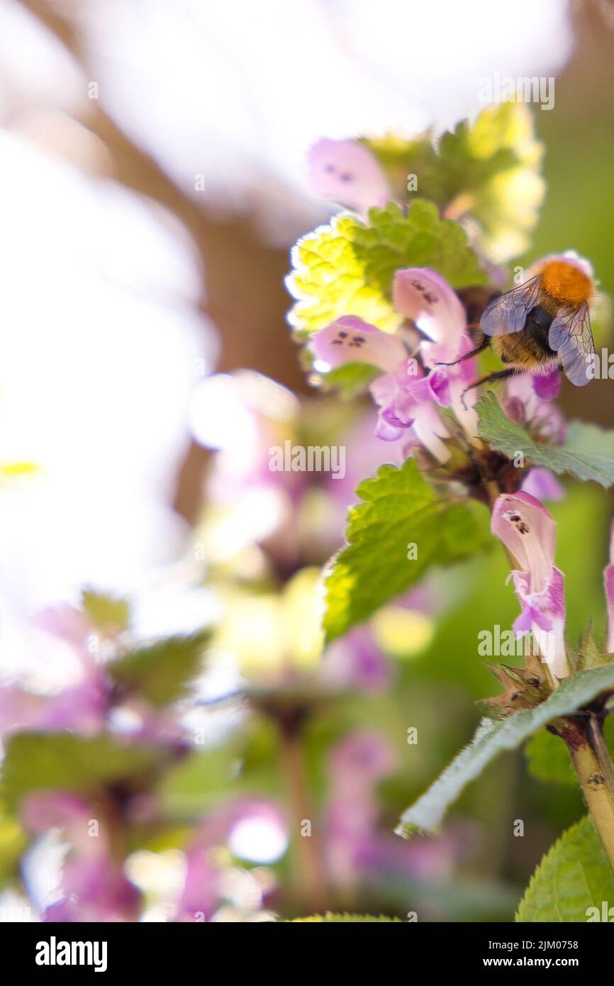 Eine vertikale Aufnahme einer Hummel auf den violetten Blütenblättern einer Wildblume Stockfoto