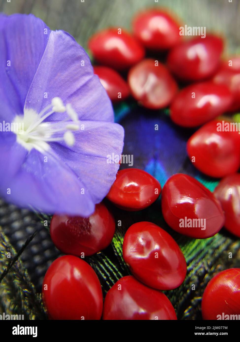 Eine vertikale Nahaufnahme von roten Samen neben einer violetten Blume auf einer Pfauenfeder Stockfoto