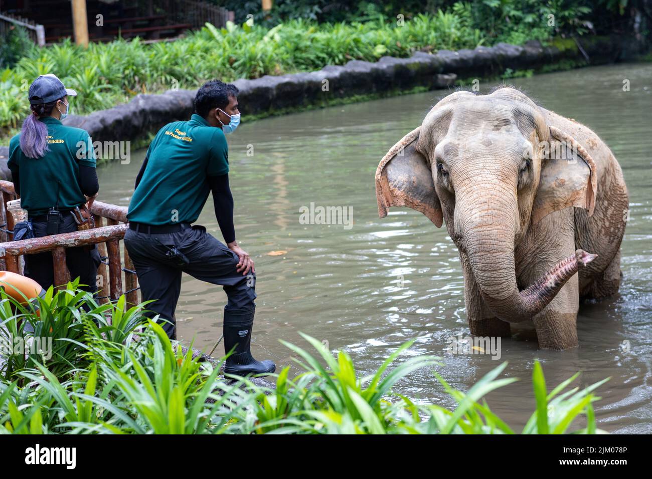 Zwei Tierpfleger, die im Singapore Zoo mit einem Elefanten im Wasser interagieren Stockfoto