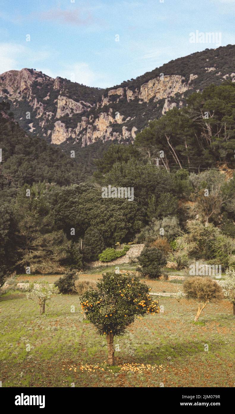 Eine vertikale Aufnahme eines Mandarinenbaums (Citrus reticulata) mit zu Boden fallenden Früchten und Bergen im Hintergrund Stockfoto