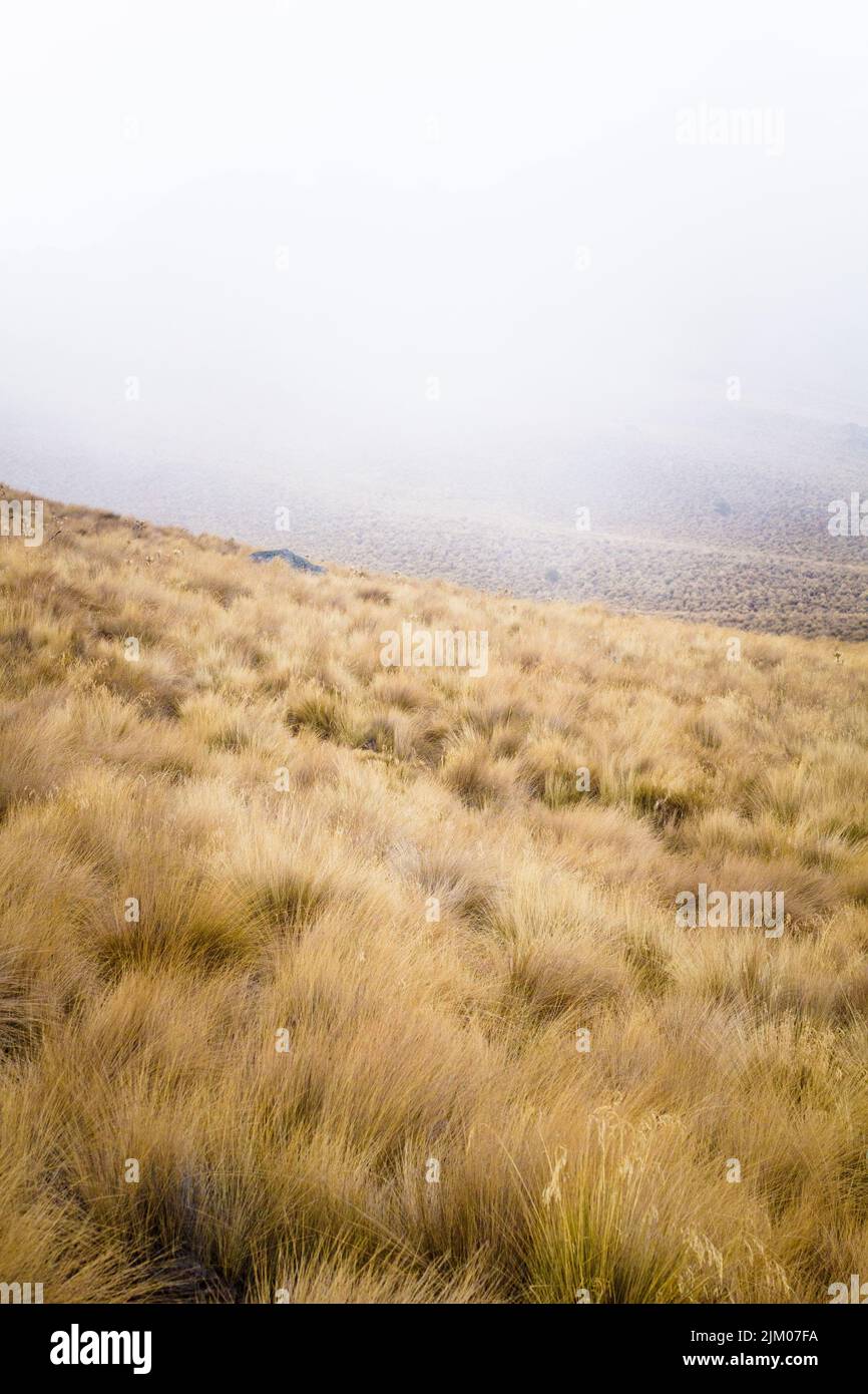 Eine vertikale Ansicht des Vulkans Nevado de Toluca, der an einem nebligen Tag in Zentralmexiko mit gelbem Gras bedeckt ist Stockfoto