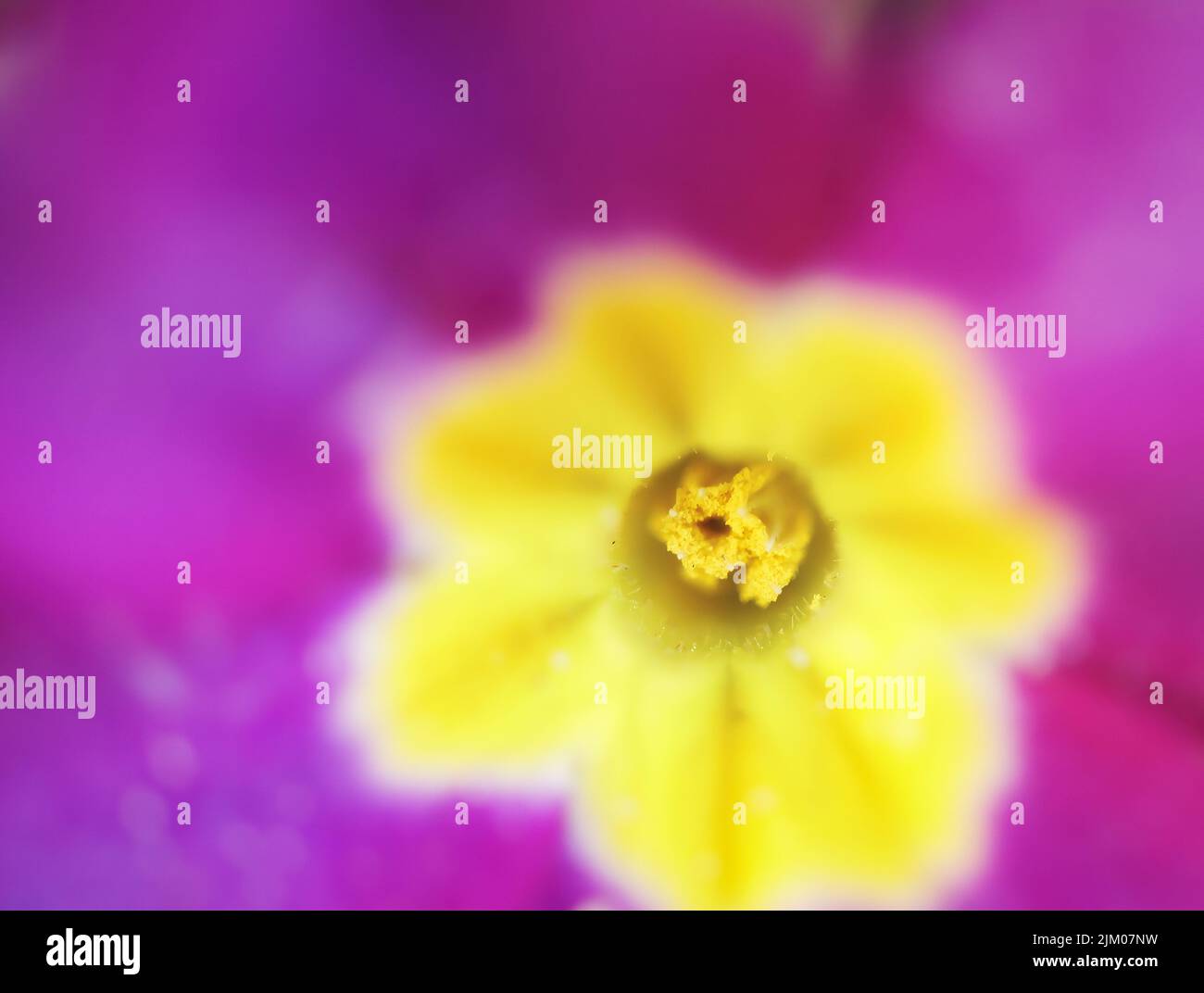 Eine Nahaufnahme der Details einer blühenden purpurgelben Primrose Stockfoto